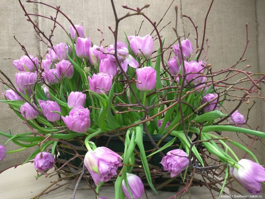 Весна, весна! Цветы, цветы