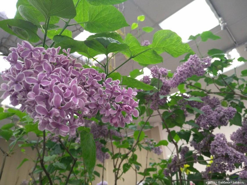 Весна, весна! Цветы, цветы