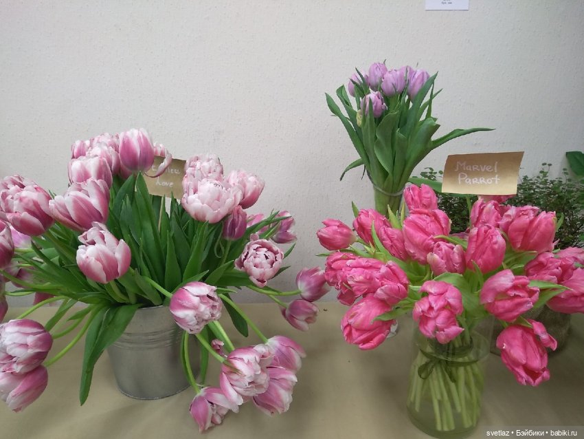 Весна, весна! Цветы, цветы