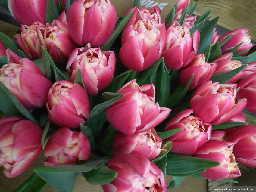 Весна, весна! Цветы, цветы