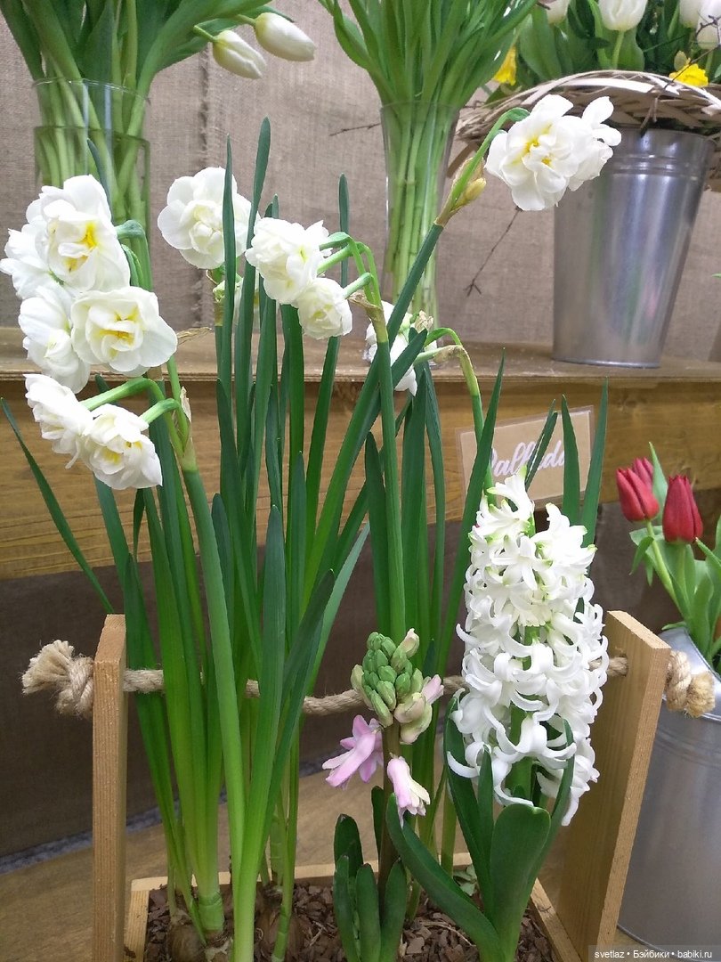 Весна, весна! Цветы, цветы