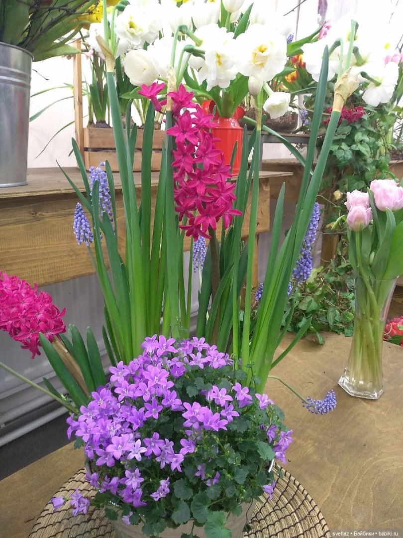 Весна, весна! Цветы, цветы