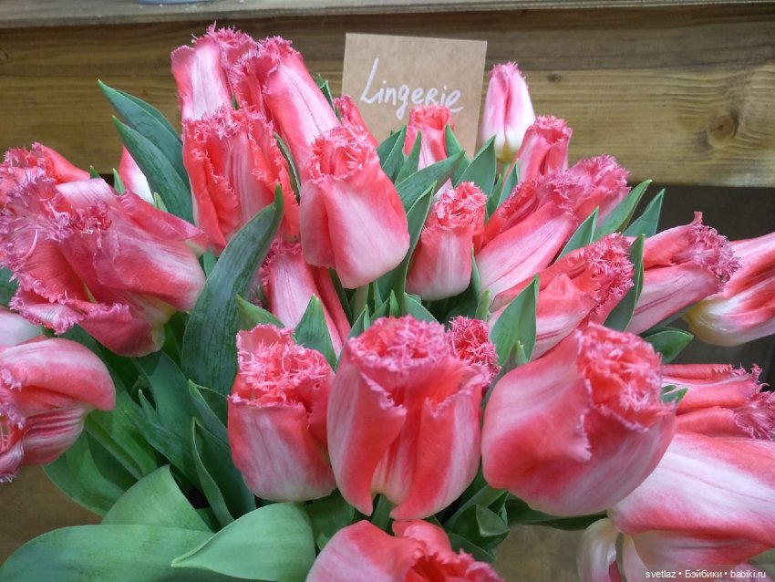 Весна, весна! Цветы, цветы