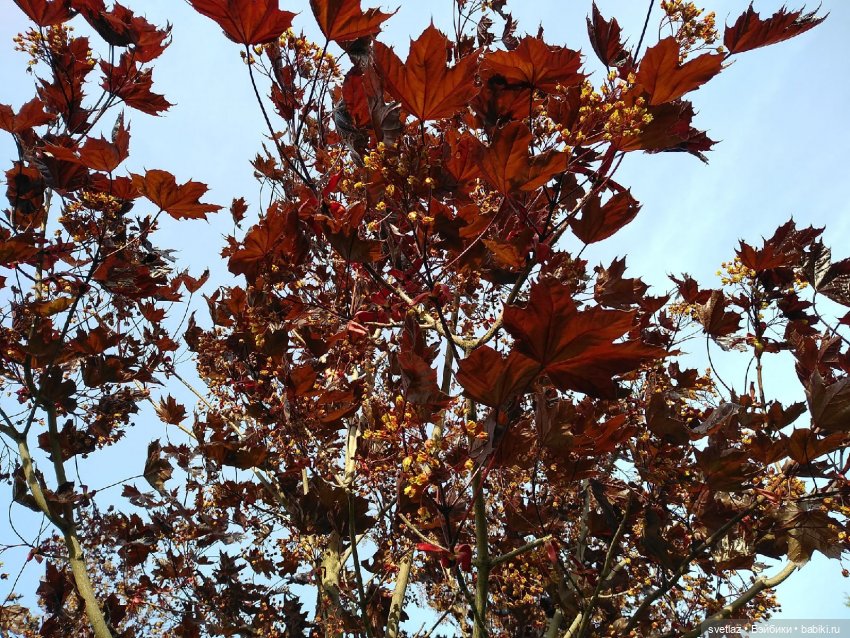 И еще... Время кукол...Санкт-Петербург | Бэйбики И еще... Время кукол...Санкт-Петербург
