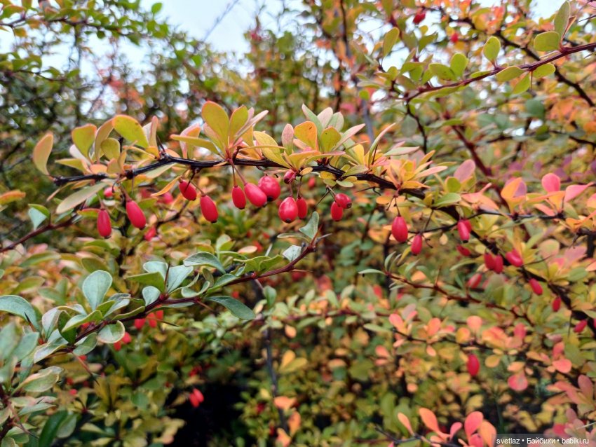 А оделся я так, потому что
