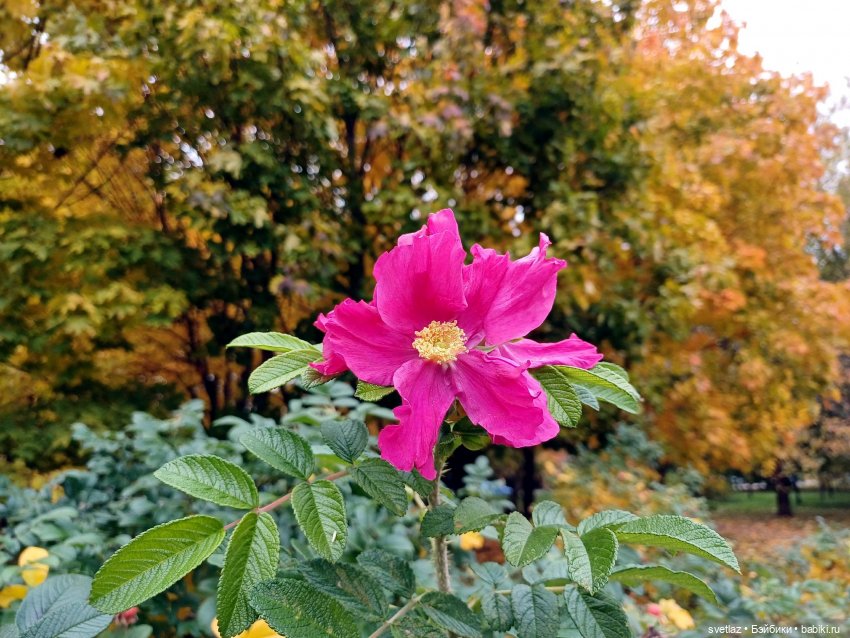 А оделся я так, потому что