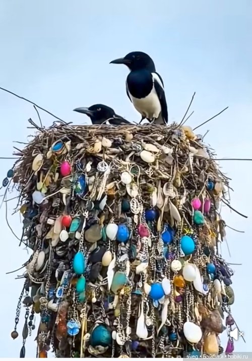 Внутренняя сорока и последствия