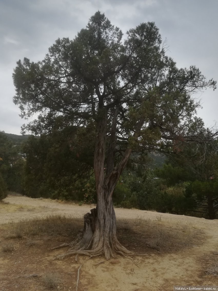 Соня. Путешествие в Крым — Куклы Kurhn (Курн) и Sonya Rose (Соня): Золотая коллекция (фото 8)