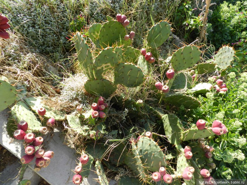 Соня. Путешествие в Крым — Куклы Kurhn (Курн) и Sonya Rose (Соня): Золотая коллекция (фото 5)