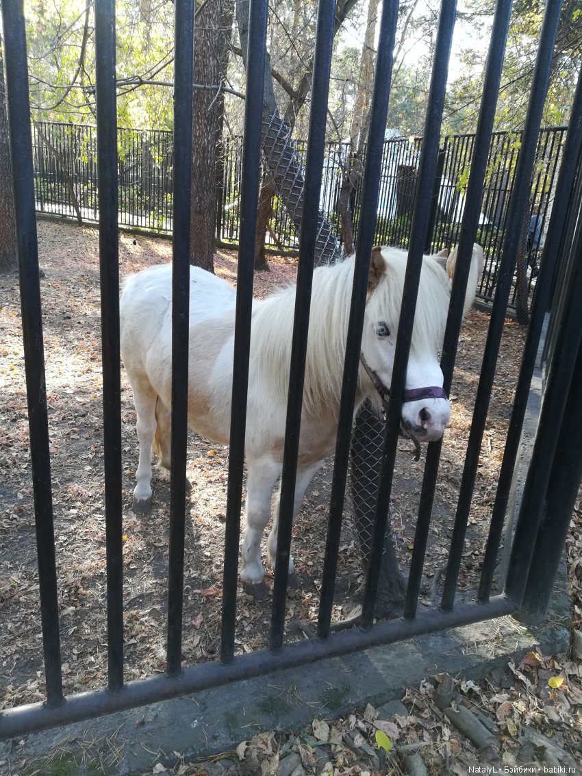 Юля и Соня в зоопарке — Куклы Kurhn (Курн) и Sonya Rose (Соня): Золотая коллекция (фото 10)