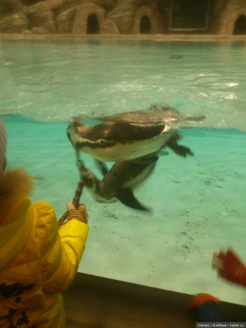 Юля и Соня в зоопарке — Куклы Kurhn (Курн) и Sonya Rose (Соня): Золотая коллекция