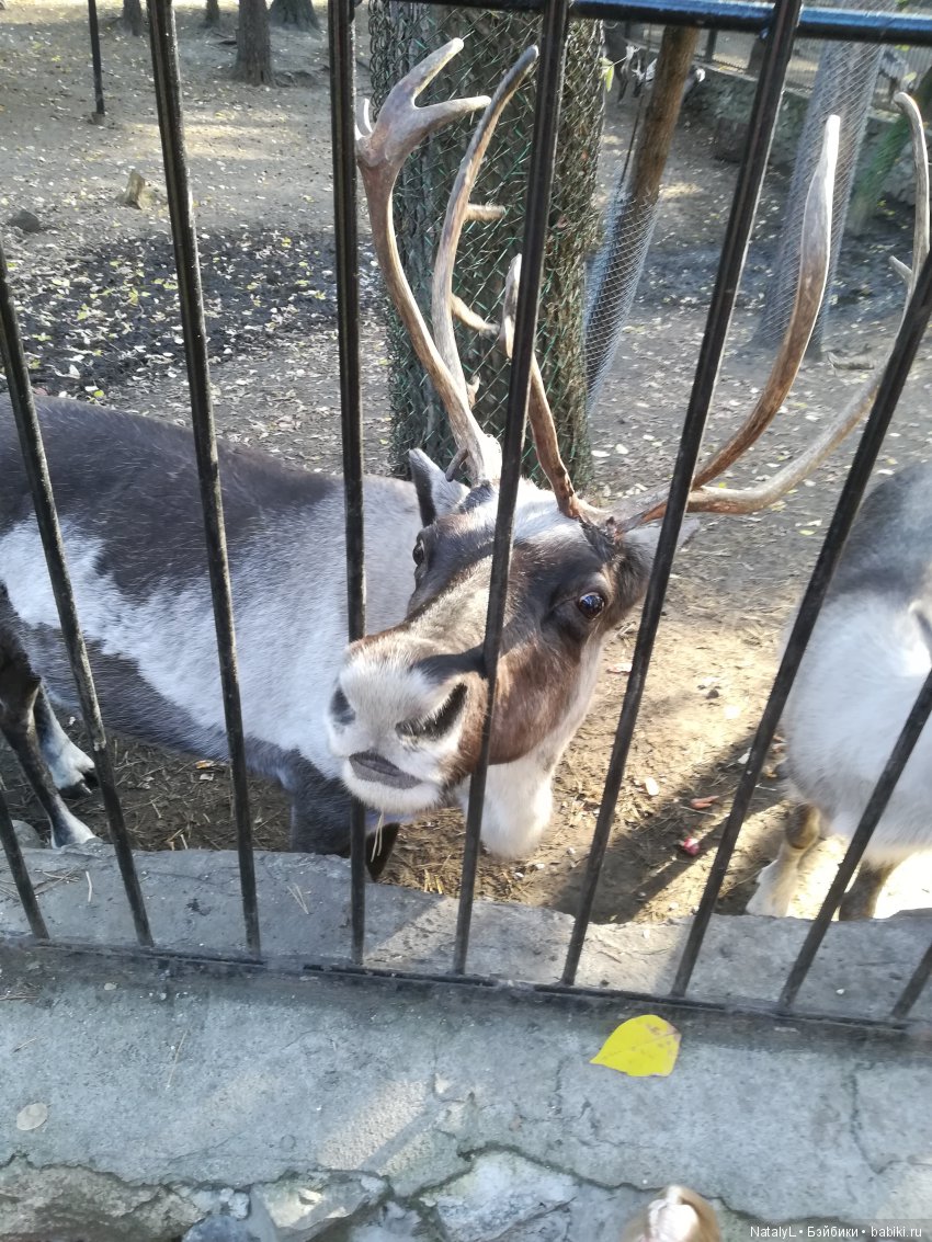 Юля и Соня в зоопарке — Куклы Kurhn (Курн) и Sonya Rose (Соня): Золотая коллекция