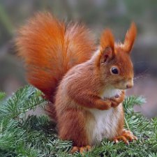 День белки.