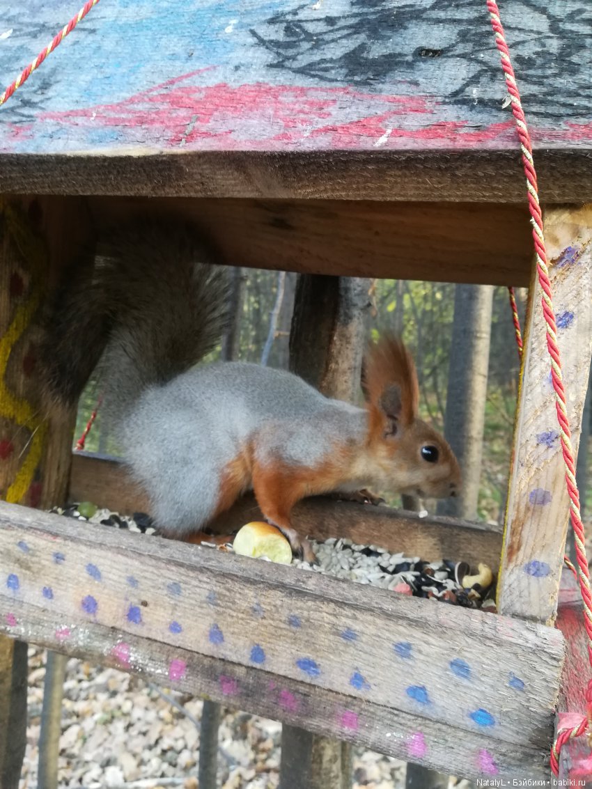 День белки — Болталка и разговоры обо всем: жизнь