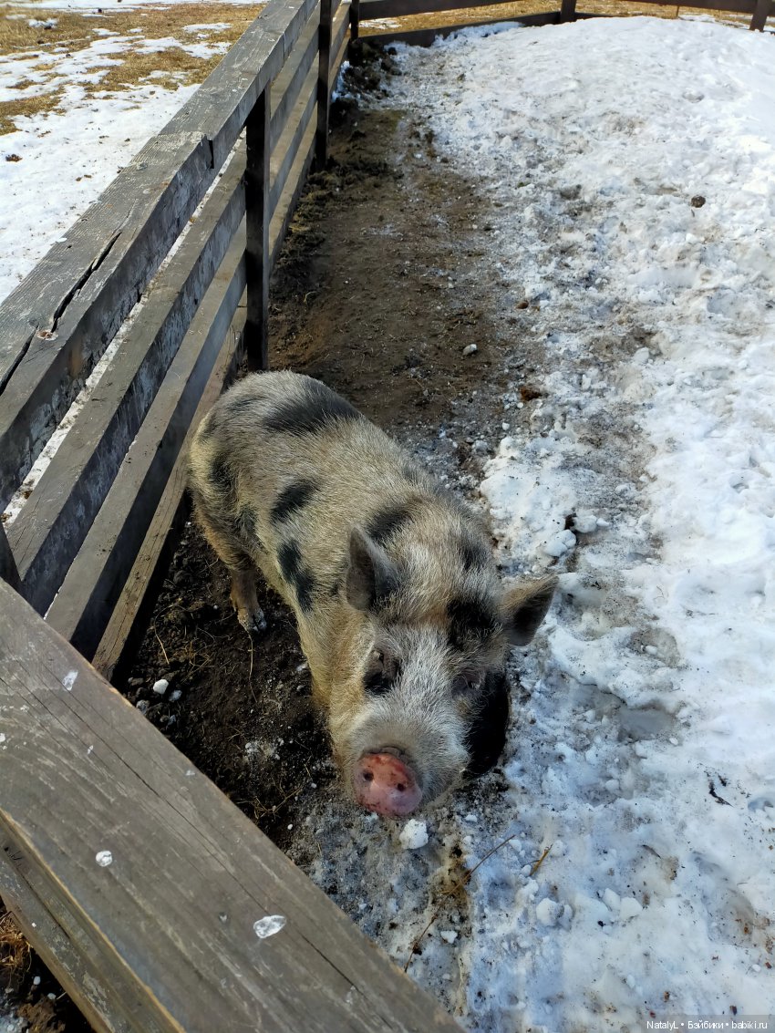 Машины каникулы — Куклы Маша и Медведь (Simba): Маша в кармашке