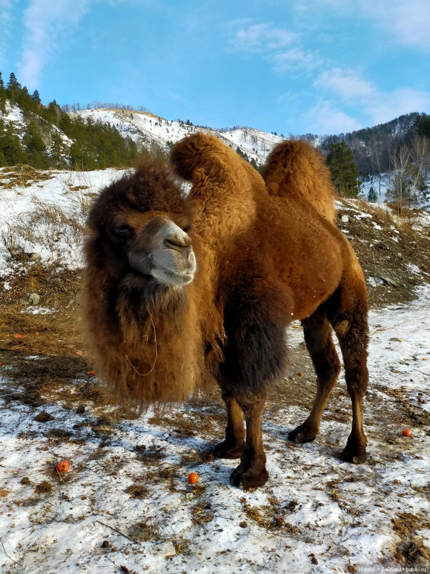 Машины каникулы — Куклы Маша и Медведь (Simba): Маша в кармашке