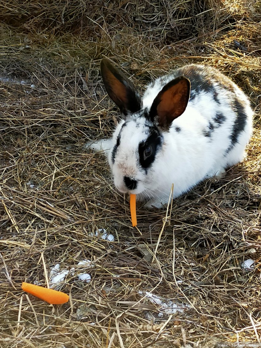 Машины каникулы — Куклы Маша и Медведь (Simba): Маша в кармашке