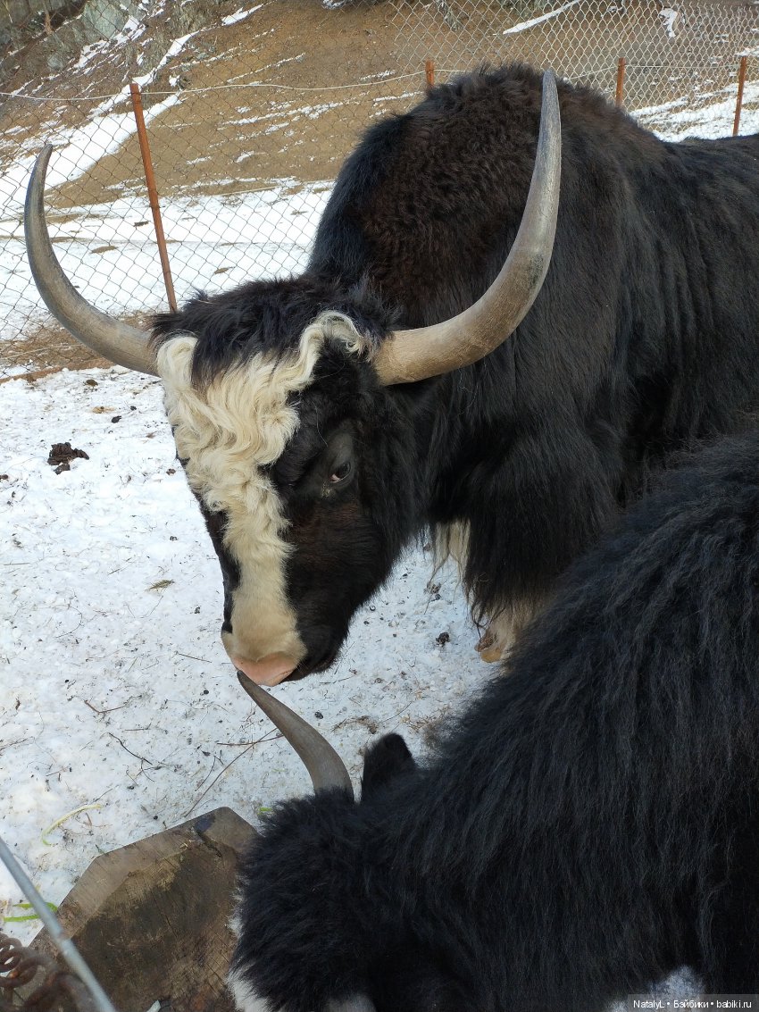 Машины каникулы — Куклы Маша и Медведь (Simba): Маша в кармашке