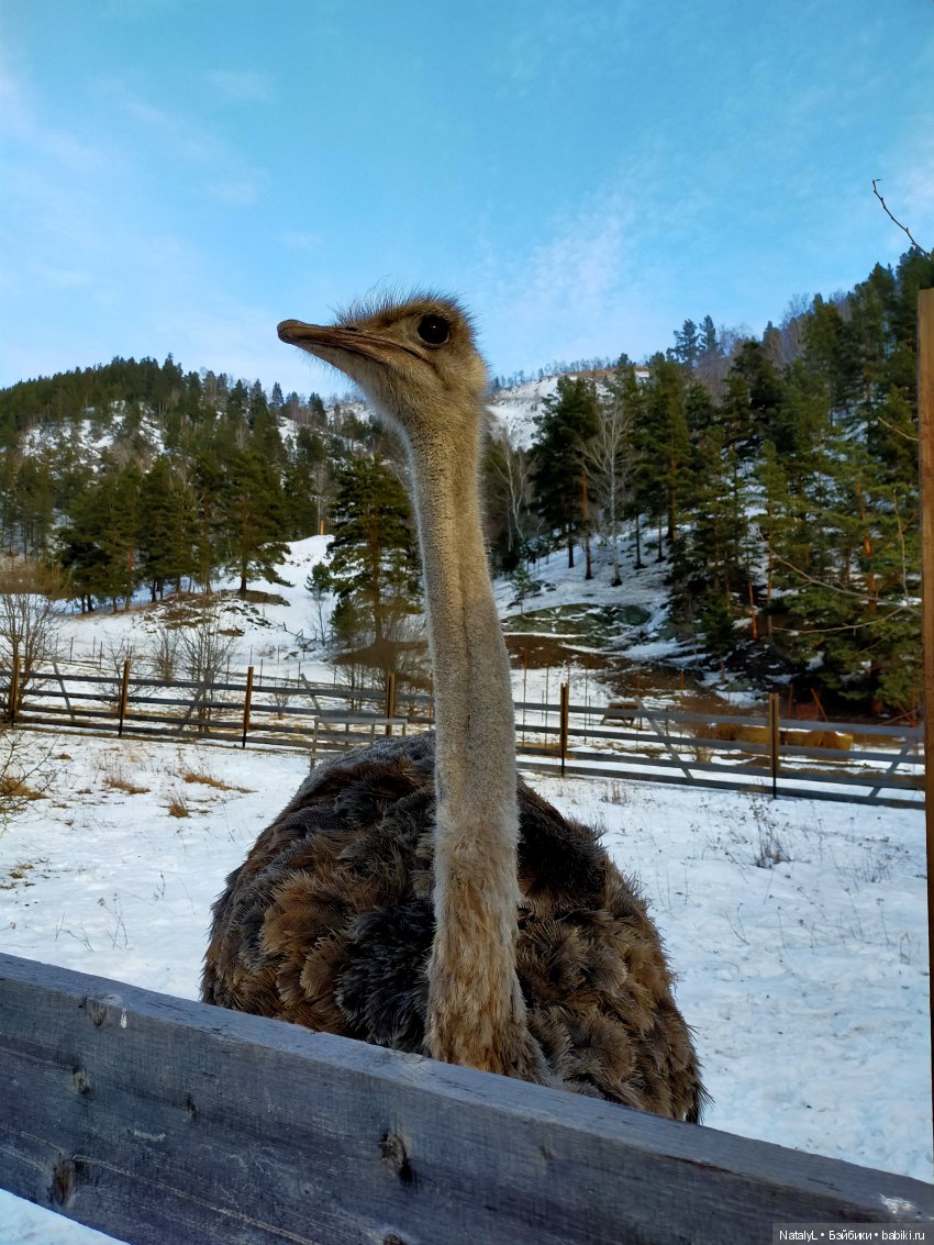 Машины каникулы — Куклы Маша и Медведь (Simba): Маша в кармашке