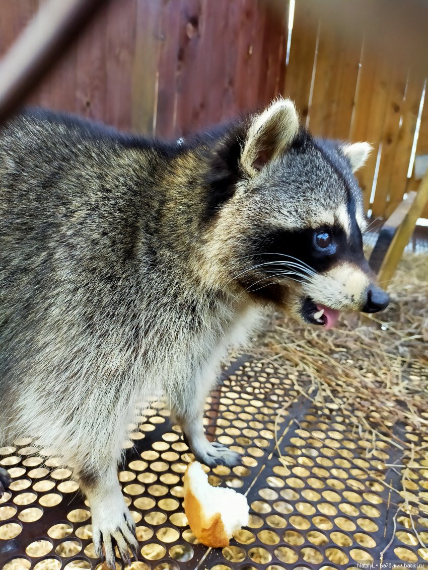 Машины каникулы — Куклы Маша и Медведь (Simba): Маша в кармашке