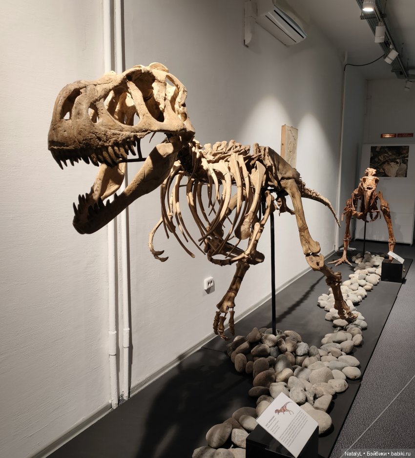 Валентин и динозавры — Интересное и необычное: фотоподборки