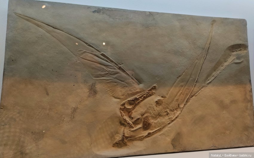 Валентин и динозавры — Интересное и необычное: фотоподборки