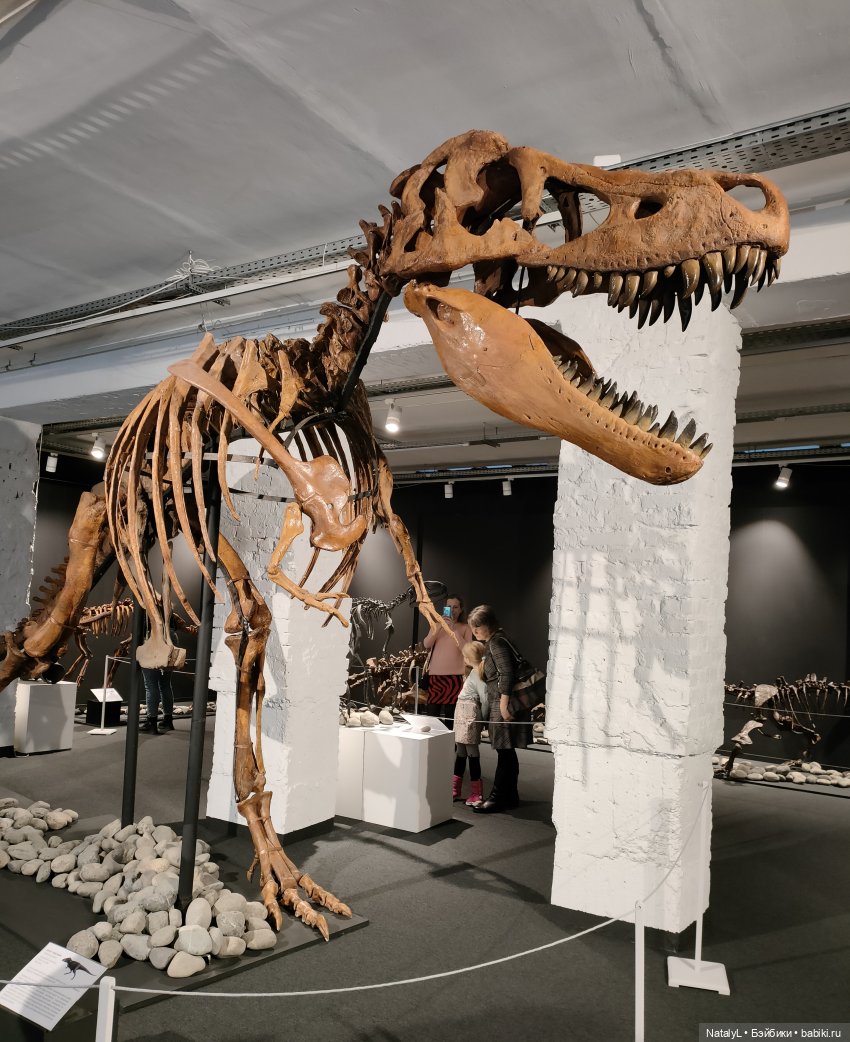 Валентин и динозавры — Интересное и необычное: фотоподборки