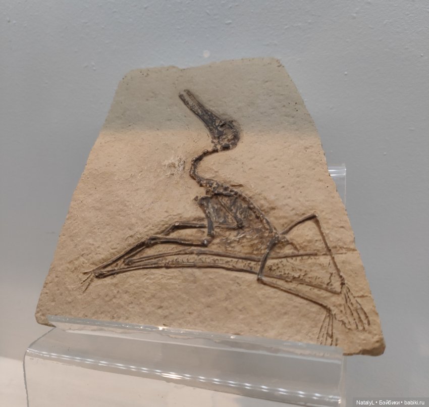 Валентин и динозавры — Интересное и необычное: фотоподборки