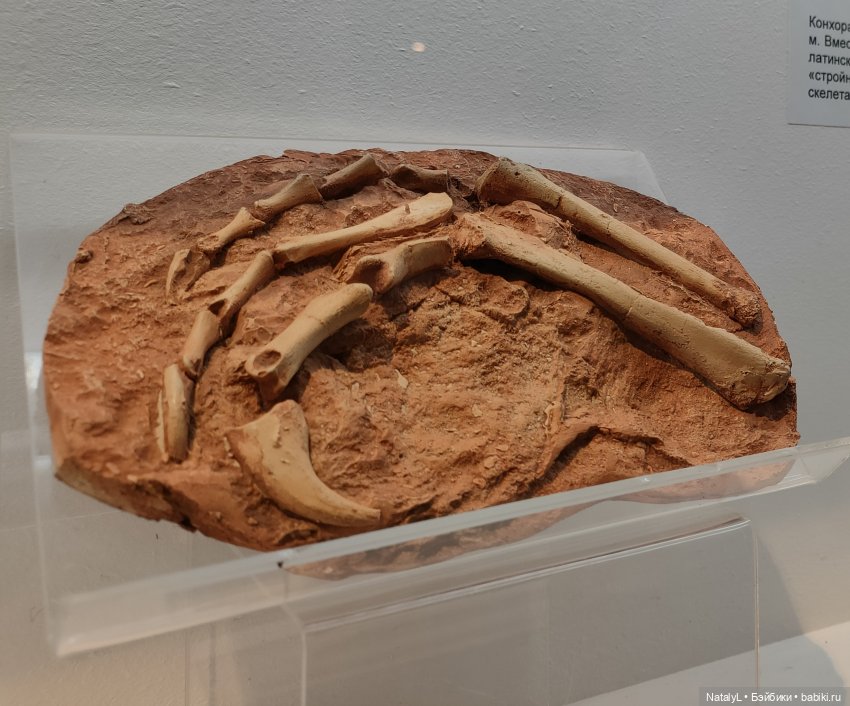 Валентин и динозавры — Интересное и необычное: фотоподборки