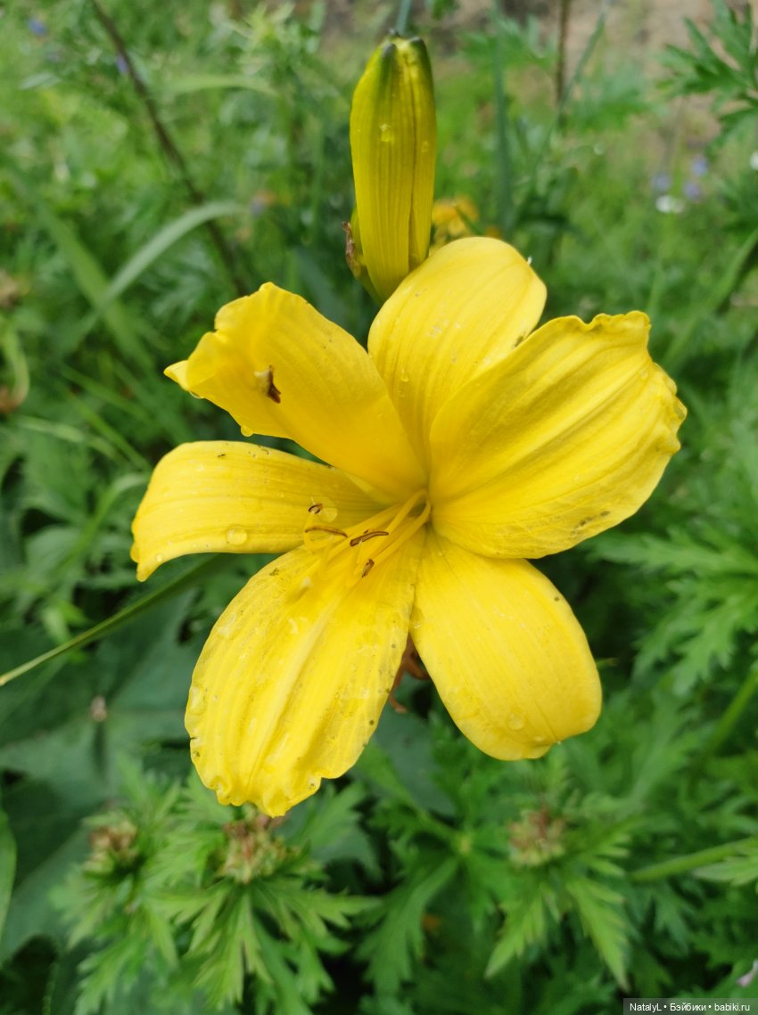 Сашка и железные дороги (КБЖД)