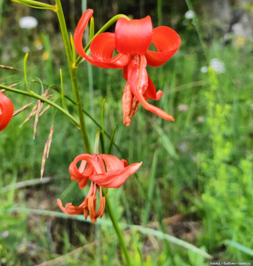 Сашка и железные дороги (КБЖД)
