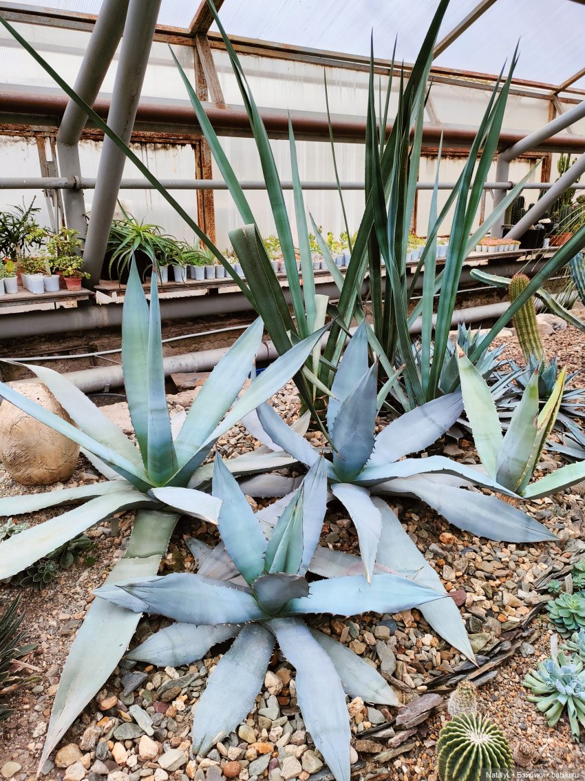 Милана в ботаническом саду