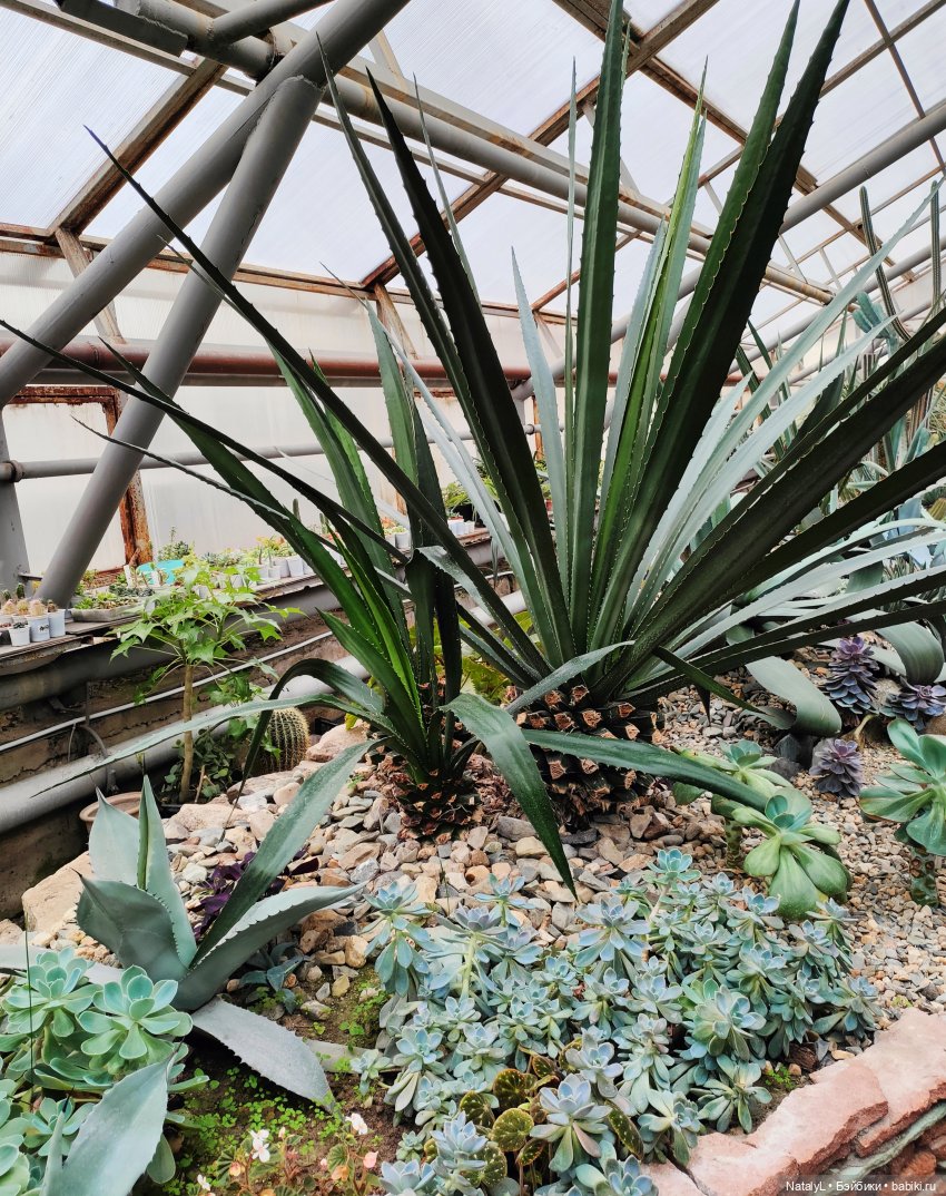 Милана в ботаническом саду