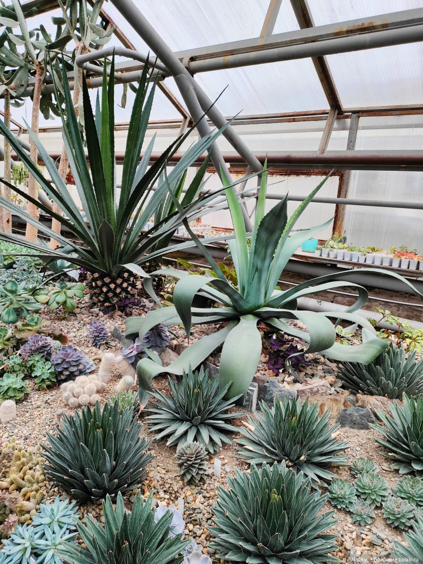 Милана в ботаническом саду