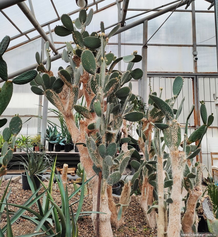 Милана в ботаническом саду