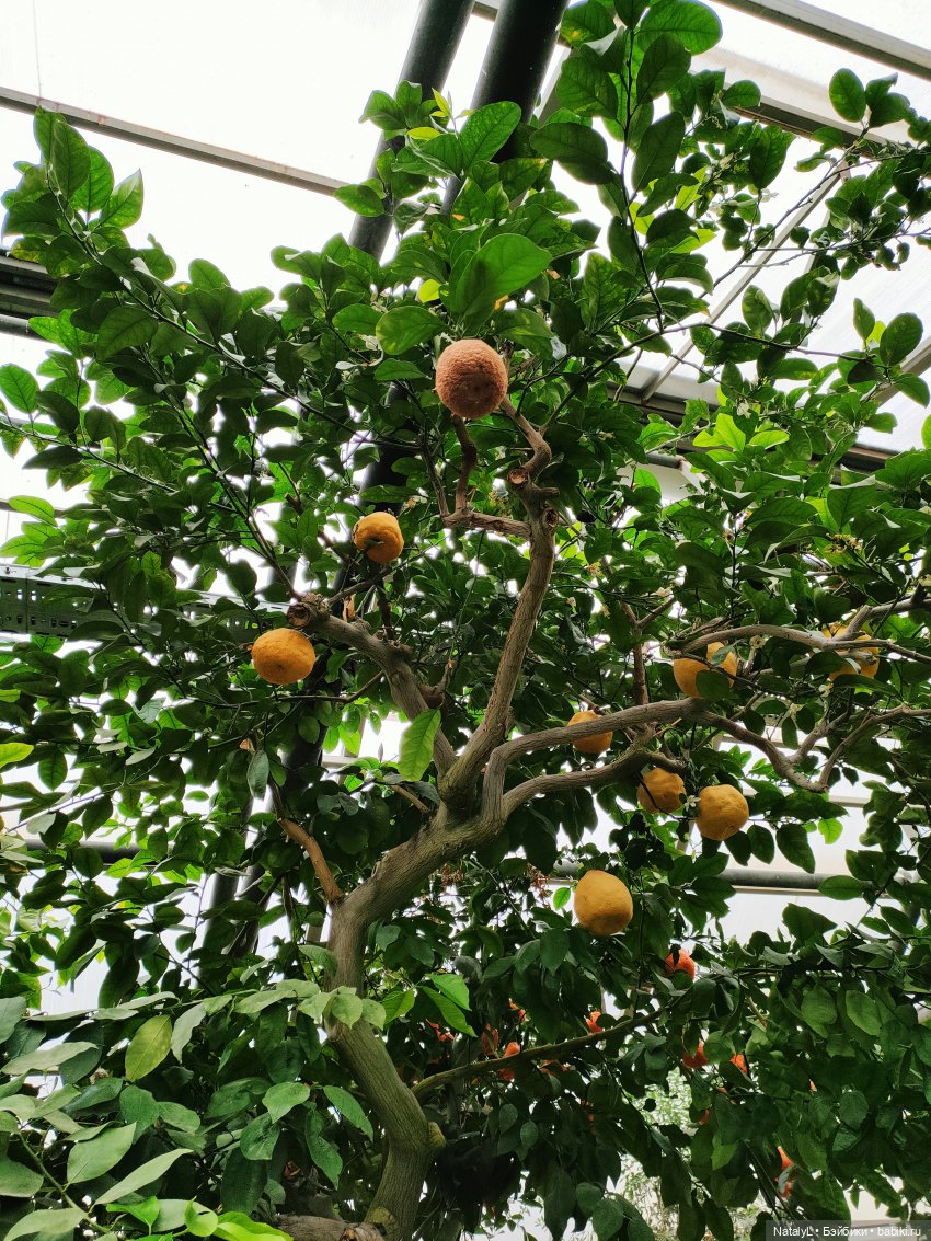 Милана в ботаническом саду (фото 2)