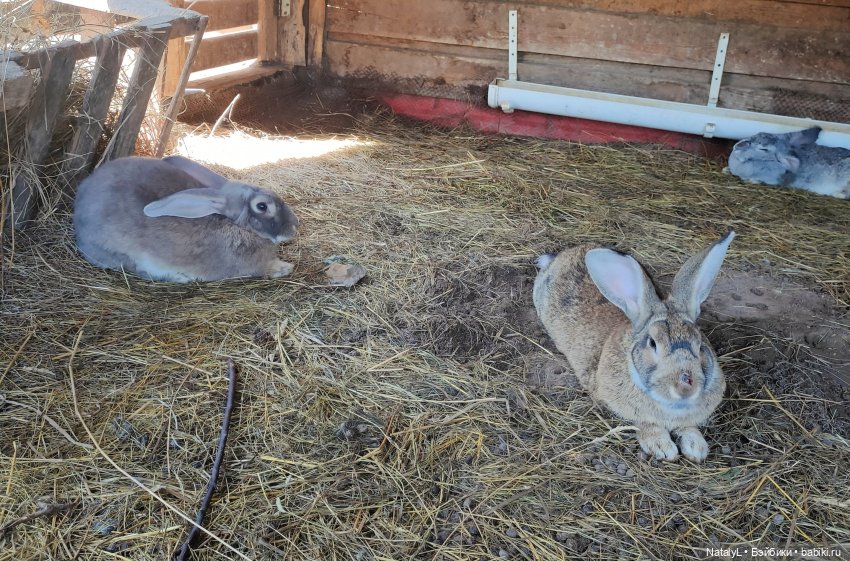 Милена на базе отдыха | Бэйбики Милена на базе отдыха — Куклы Rainbow High (Рейнбоу Хай