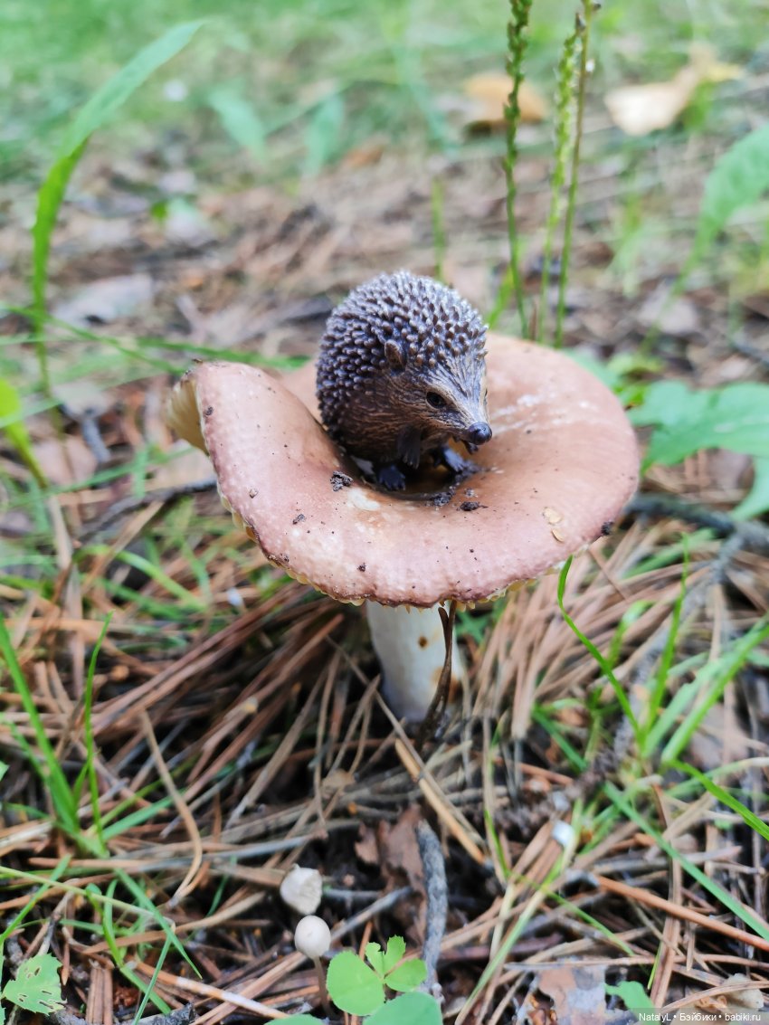 Повседневная жизнь ёжика Фуфика (фото 9)