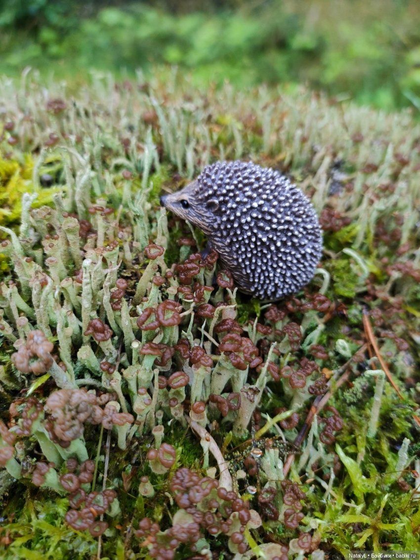 Повседневная жизнь ёжика Фуфика (фото 4)