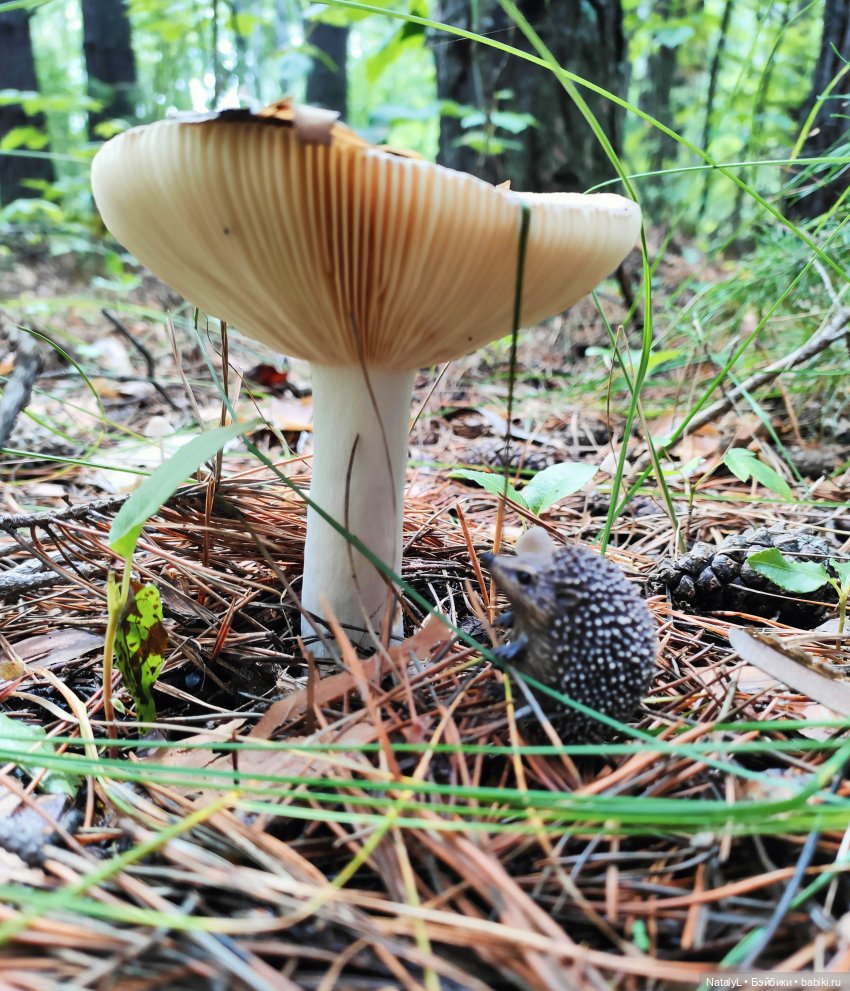 Повседневная жизнь ёжика Фуфика