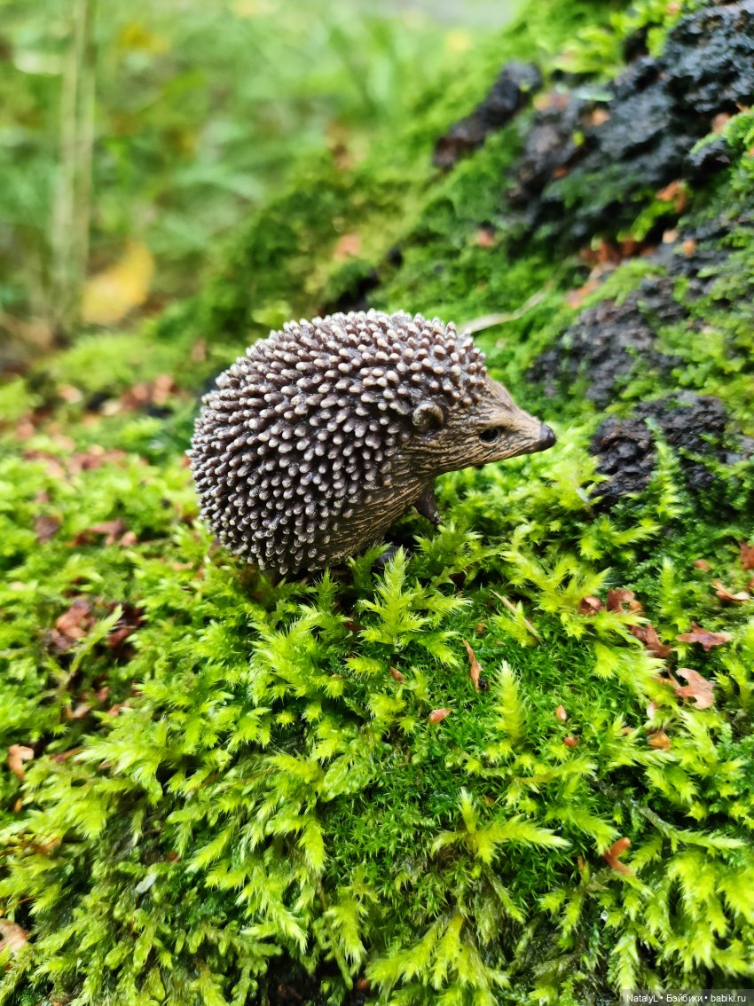 Повседневная жизнь ёжика Фуфика (фото 3)