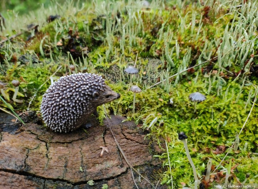 Повседневная жизнь ёжика Фуфика (фото 5)
