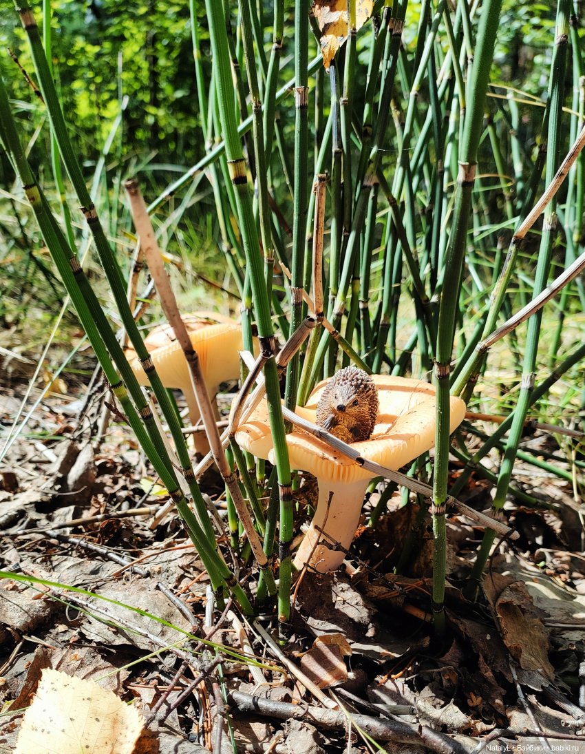 Повседневная жизнь ёжика Фуфика