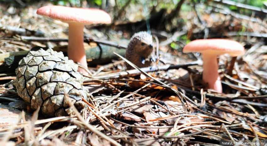 Повседневная жизнь ёжика Фуфика