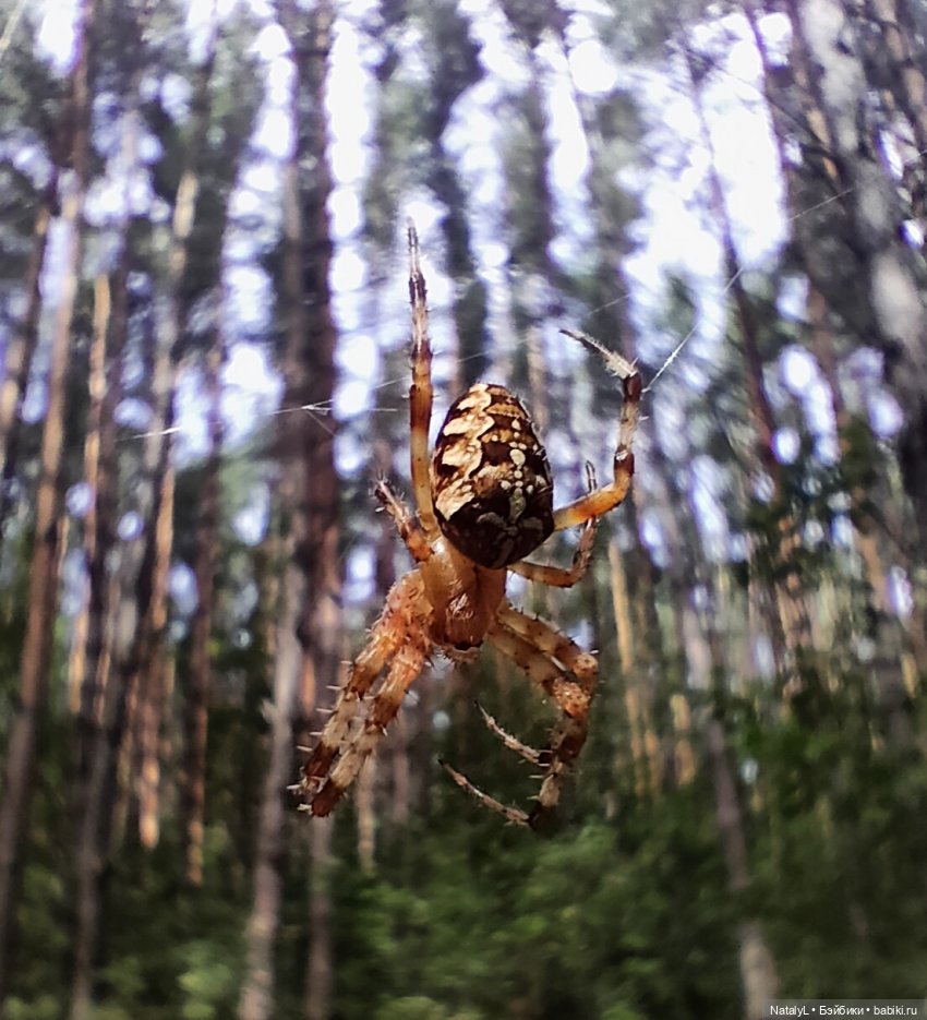 Повседневная жизнь ёжика Фуфика