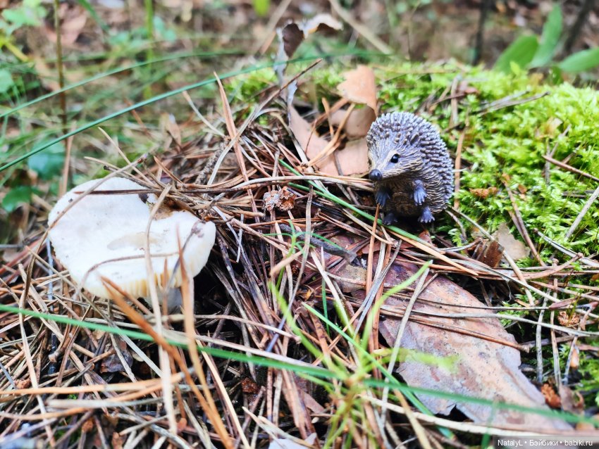 Повседневная жизнь ёжика Фуфика