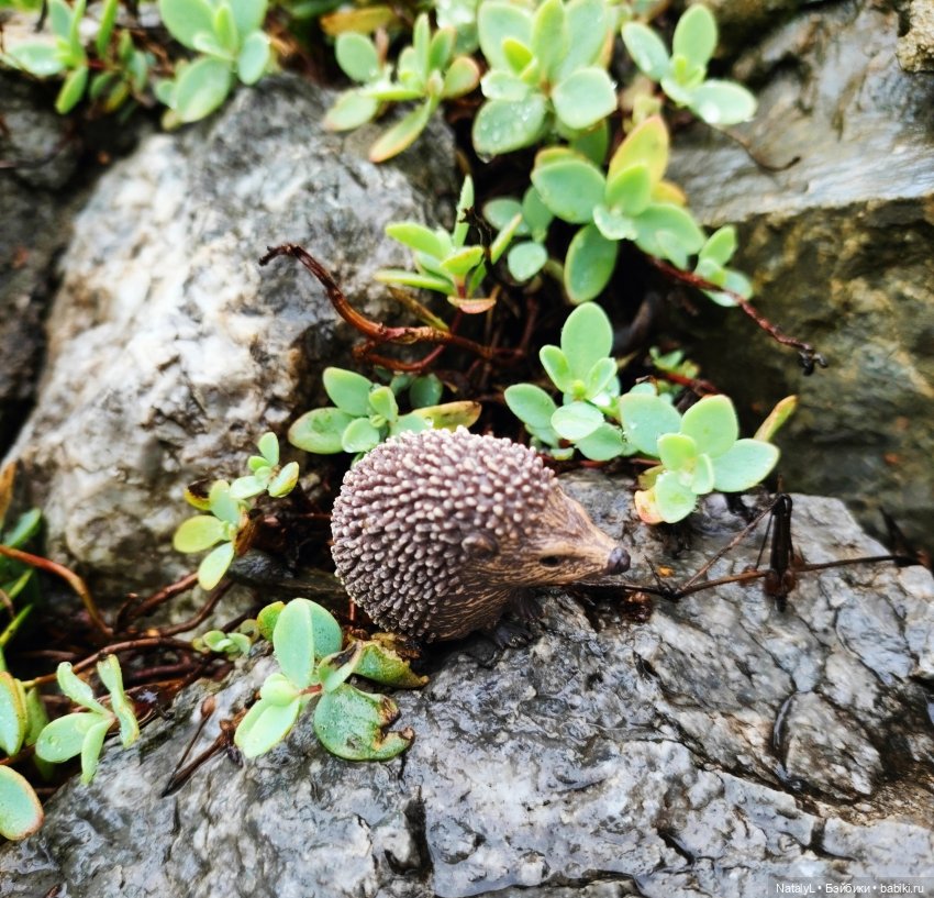 Повседневная жизнь ёжика Фуфика (фото 8)