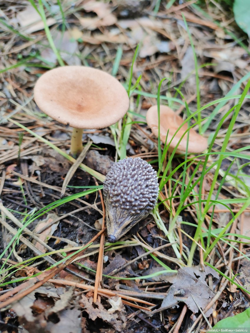 Повседневная жизнь ёжика Фуфика (фото 10)