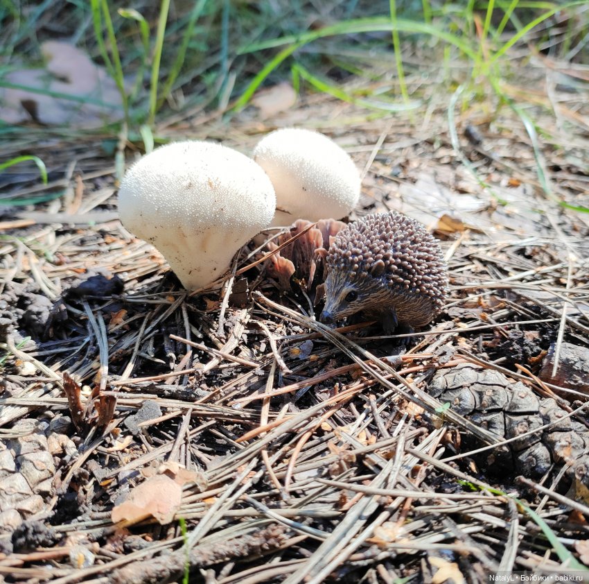 День ёжика — Авторские игрушки из разных материалов: синельная проволока (фото 8)