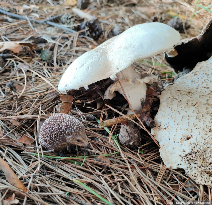 День ёжика — Авторские игрушки из разных материалов: синельная проволока